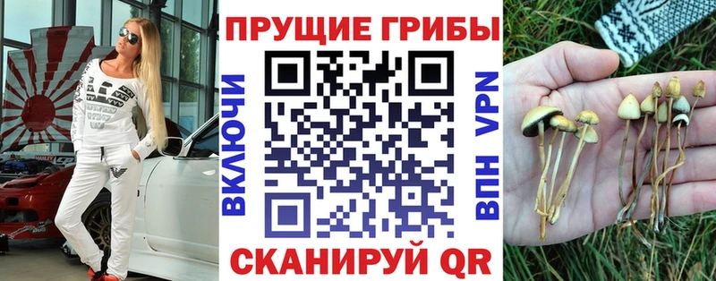 Псилоцибиновые грибы Psilocybine cubensis  Гусиноозёрск 